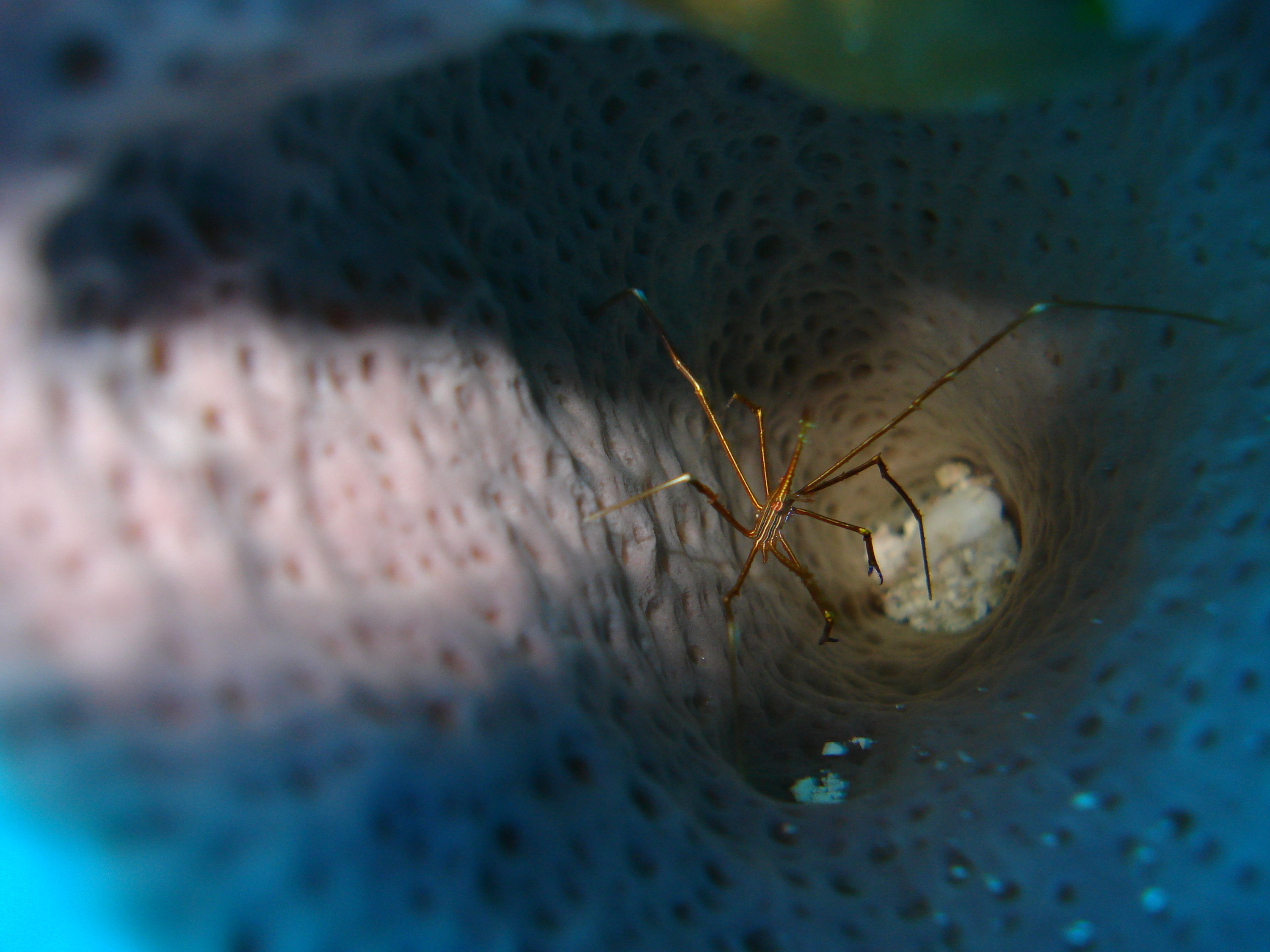 Arrow crab chilling in a tube sponge
