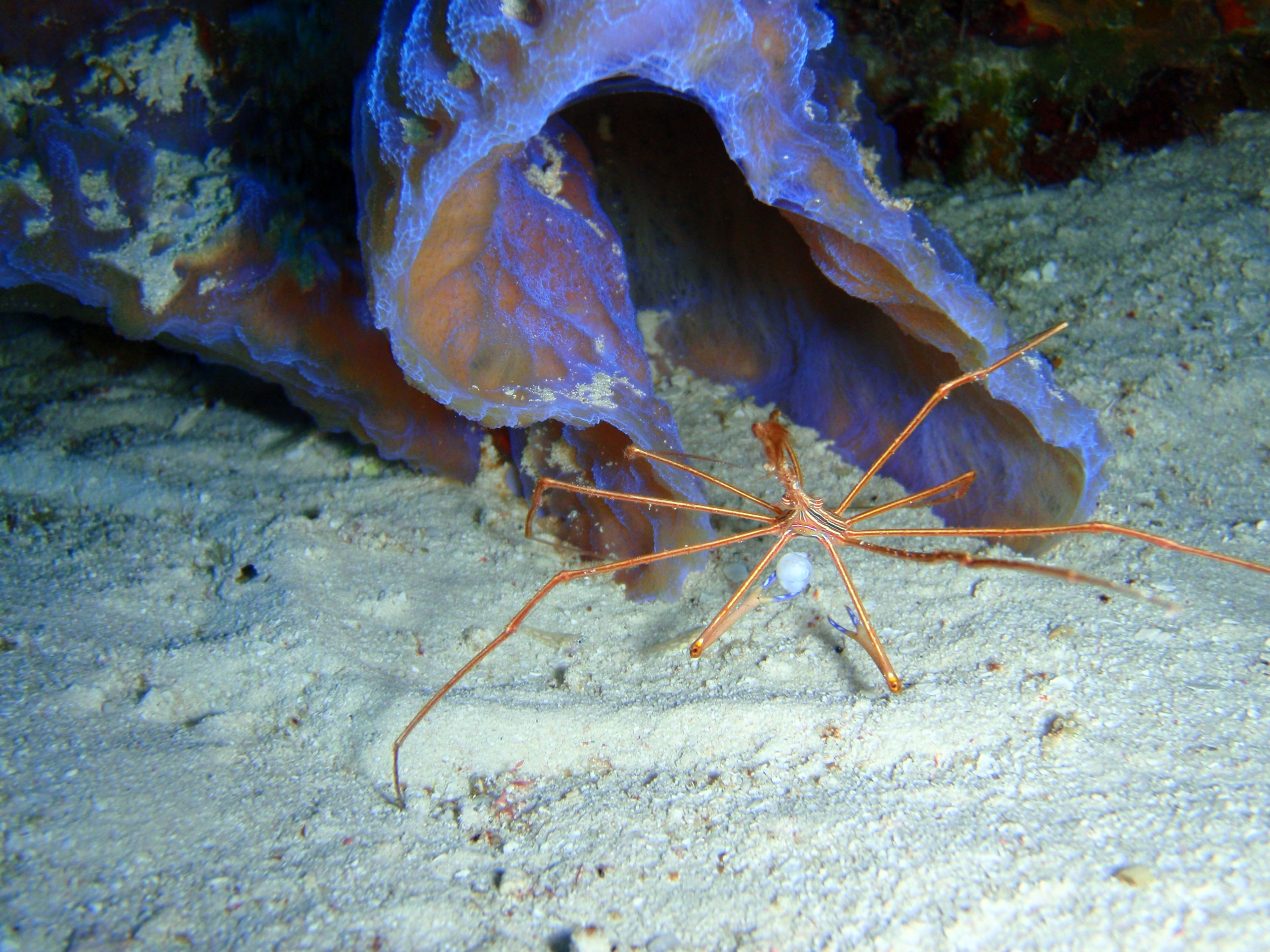 arrow crab with egg sac