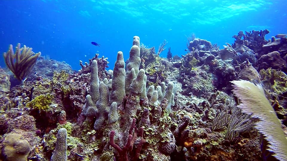 Awesome Coral View