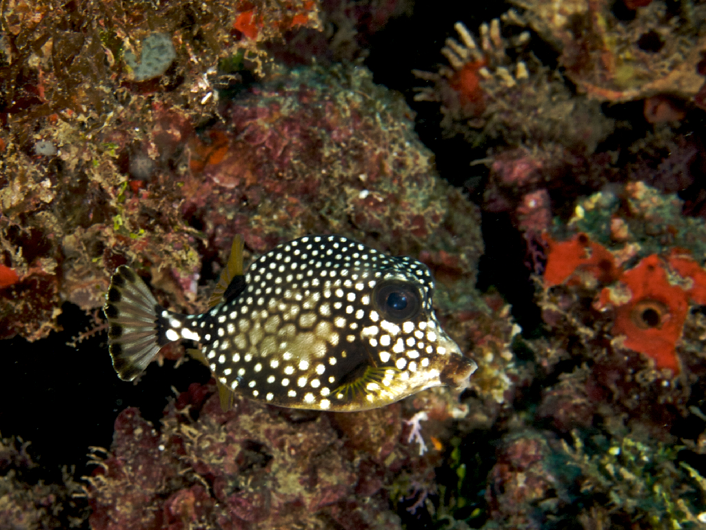 Baby boxfish