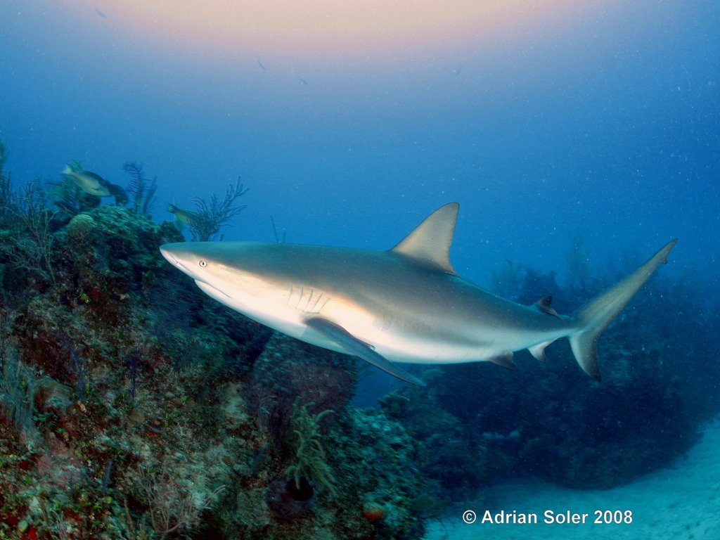 Bahamas Gray Reef Shark