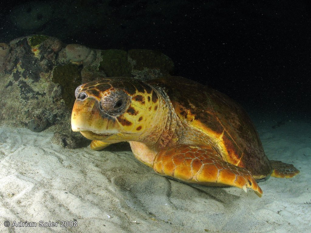Bahamas Loggerhead Turtle At Night