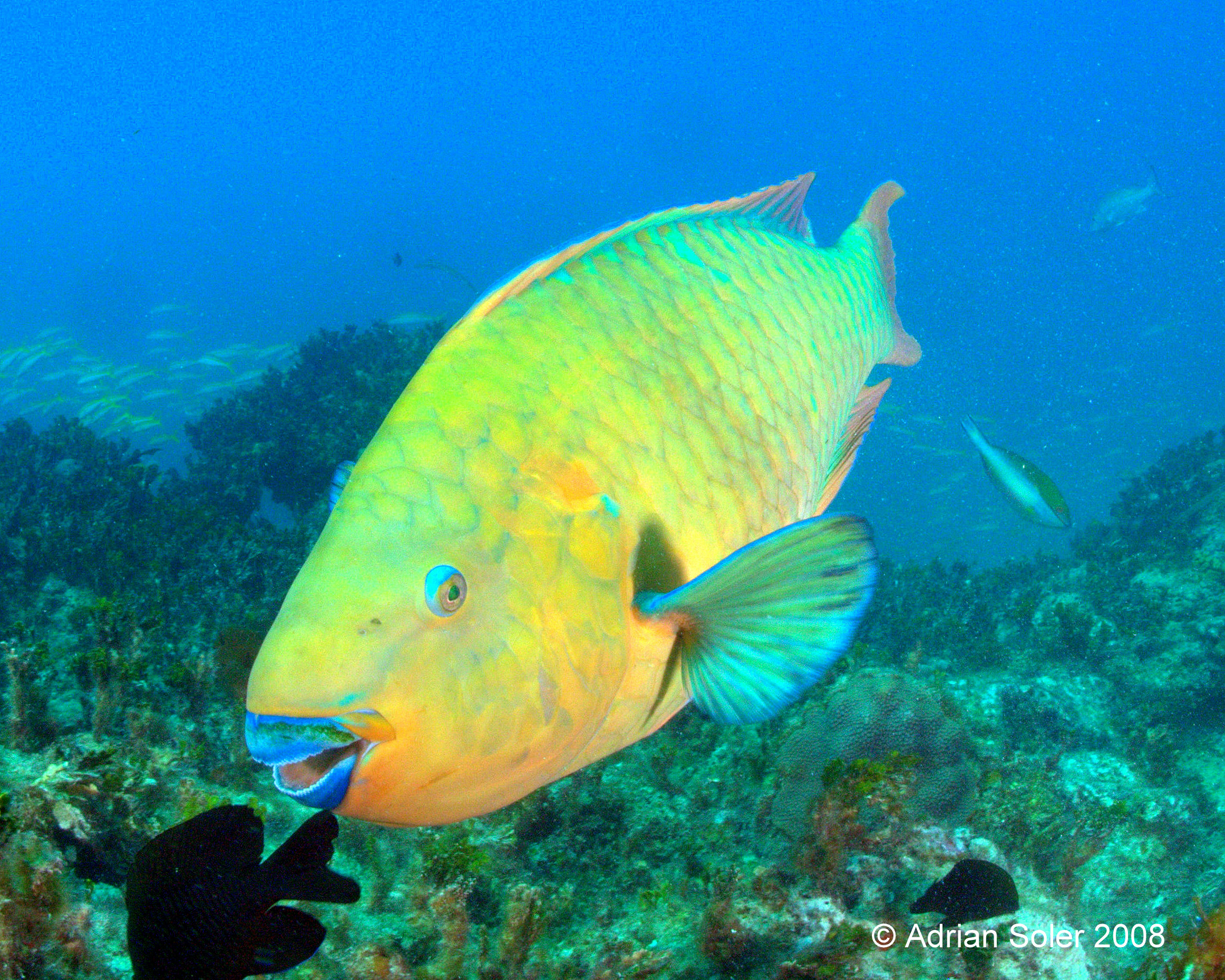 Bahamas Parrotfish