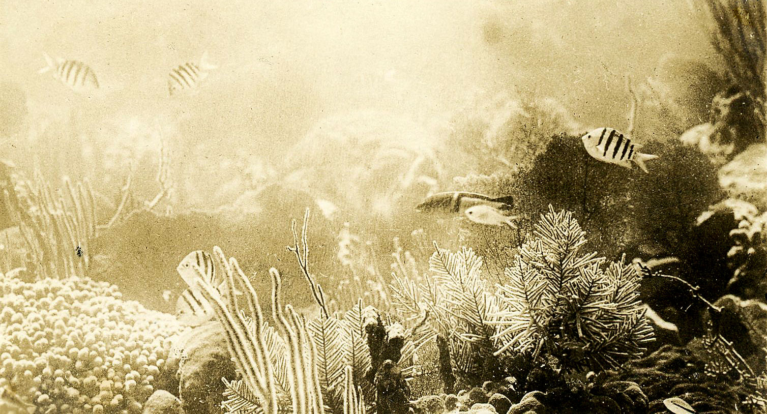 Bahamas Reef Scene Taken in 1914