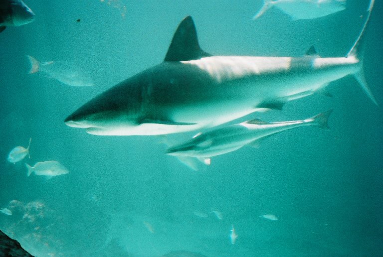 Bahamas  Reef Shark I
