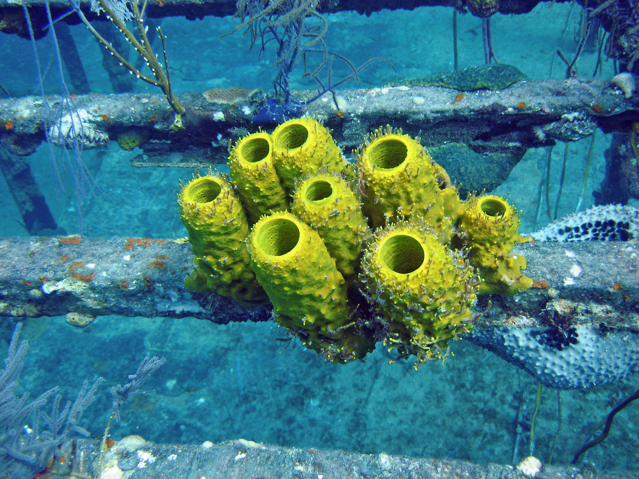 Bahamas Sponges
