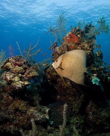bahamasangelfish