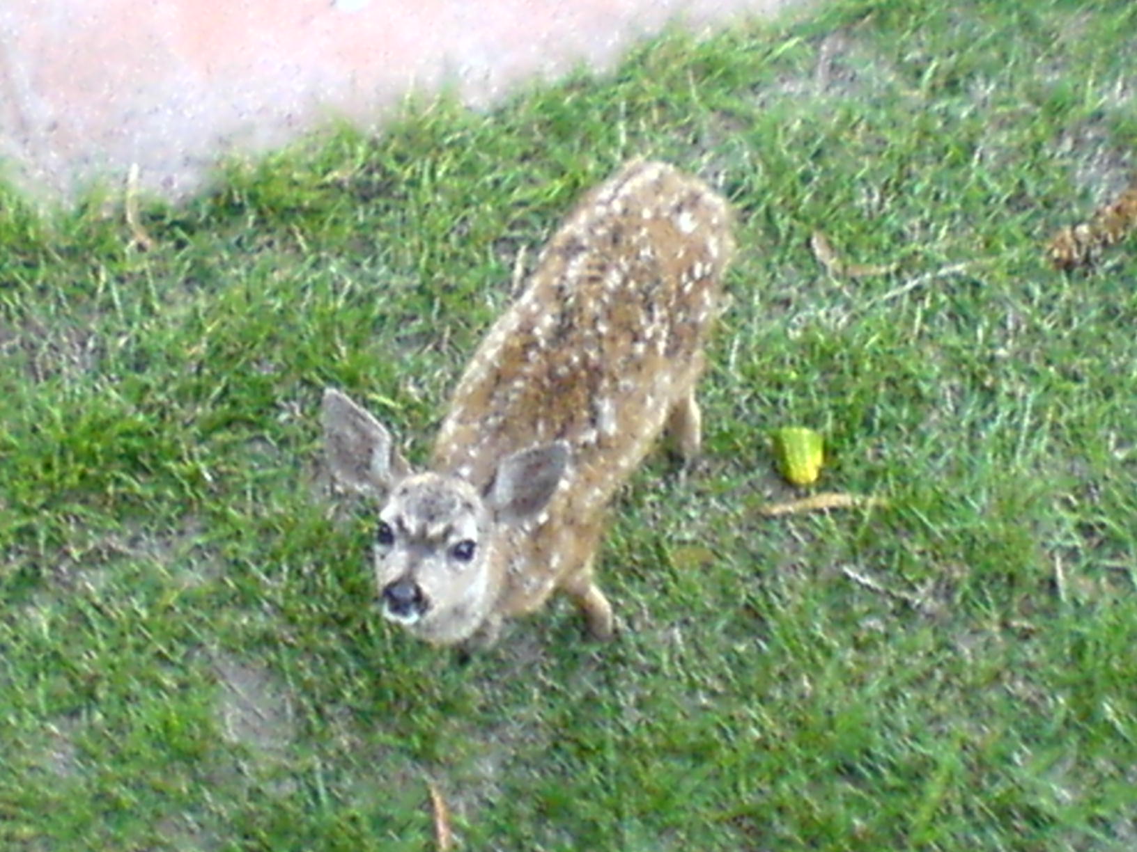 Bambi (June 2006)