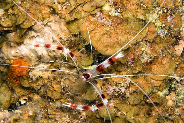 Banded-Coral-Shrimp
