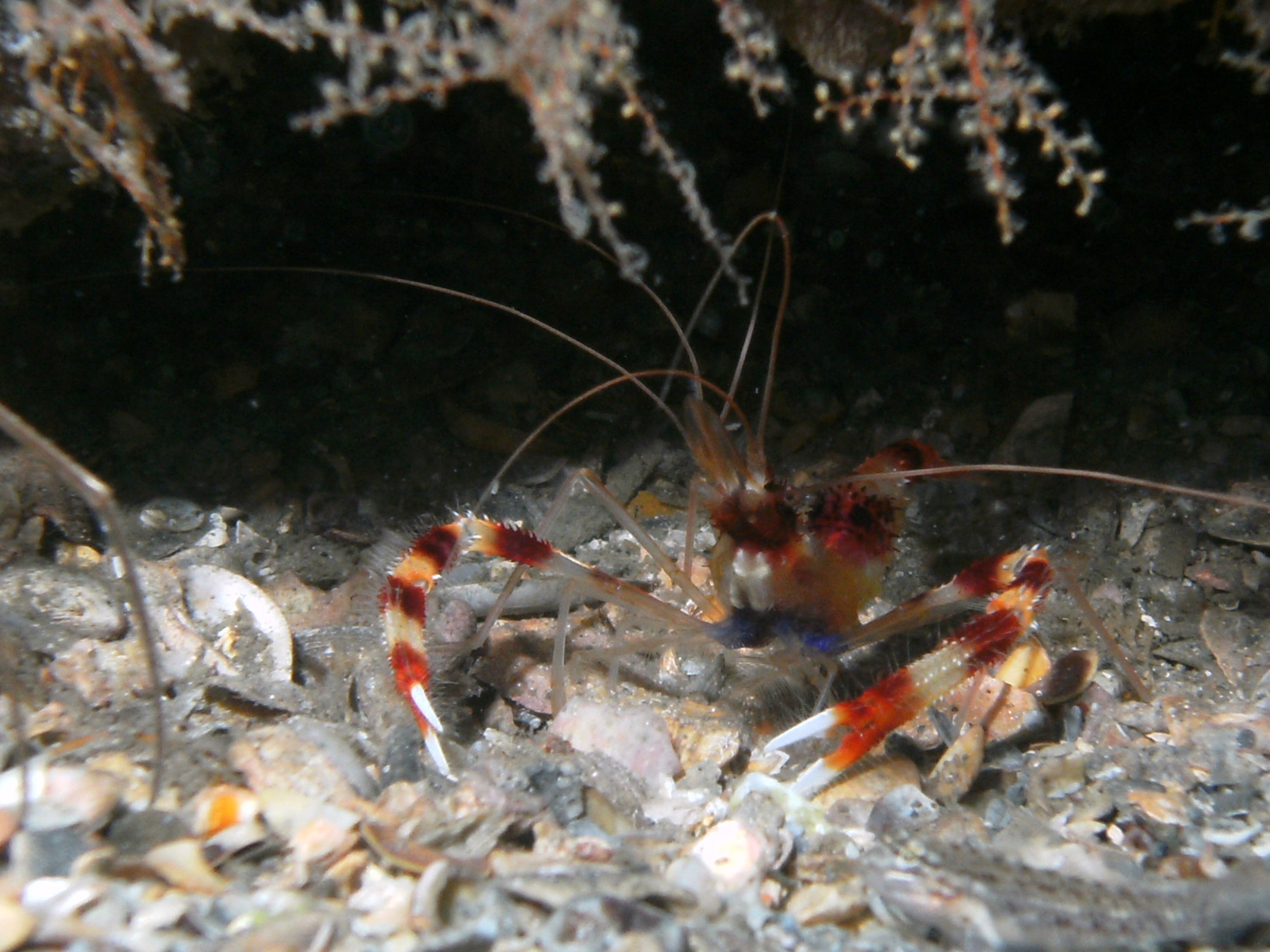 banded shrimp