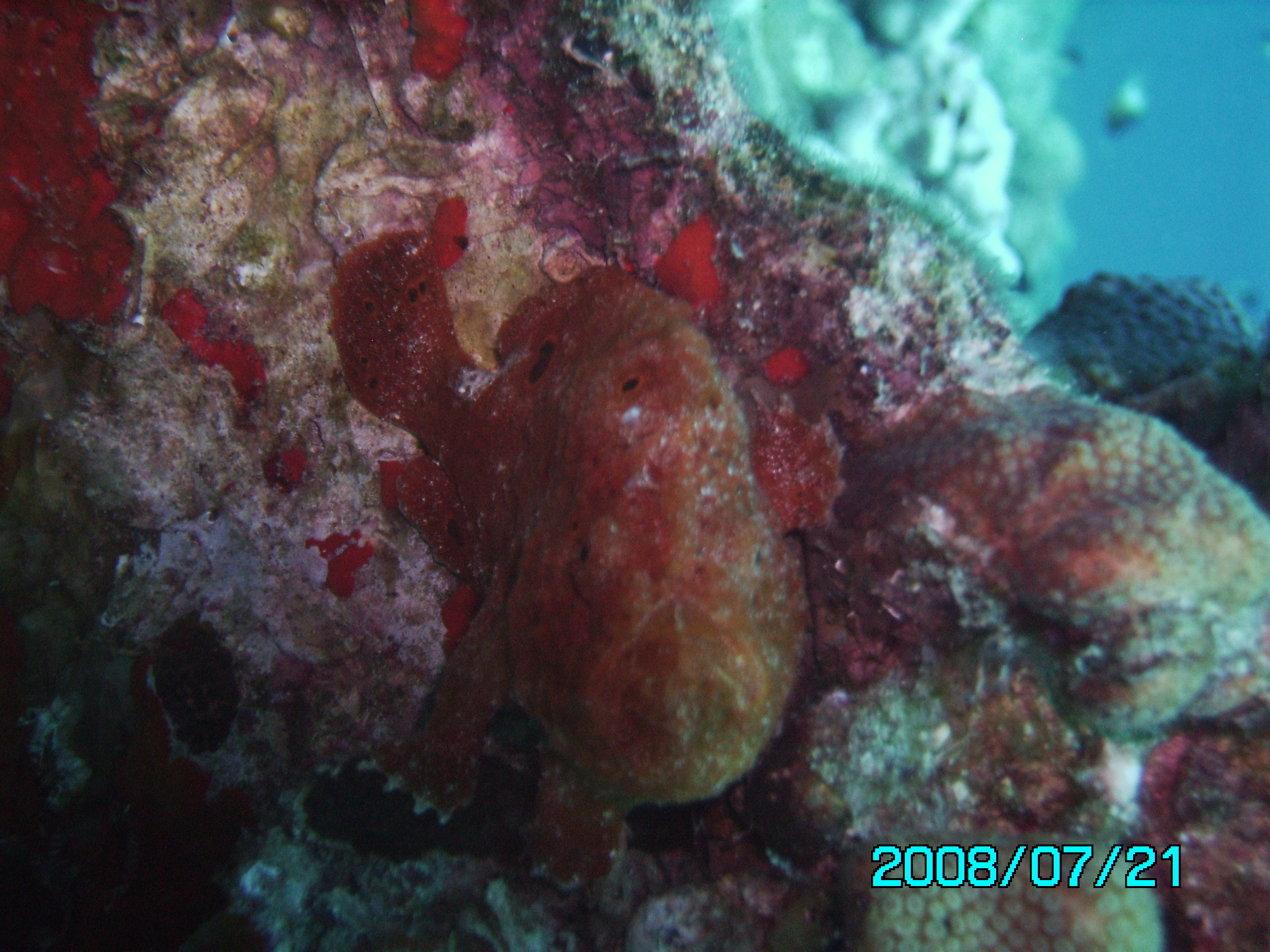 Bari Reef Red Frogfish