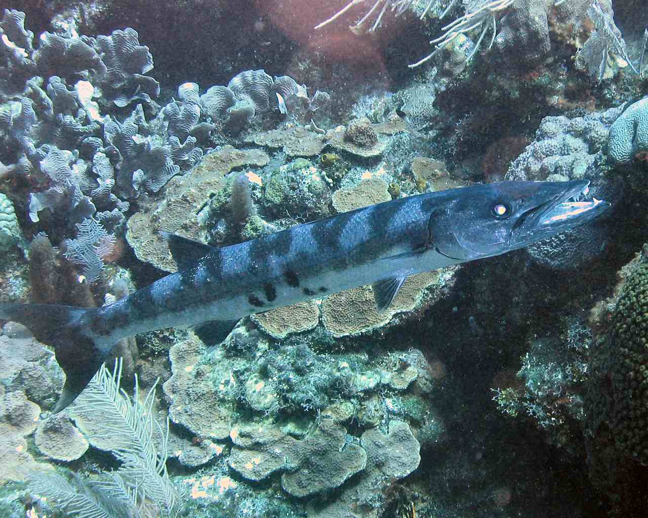 Barracuda at Overheat Reef
