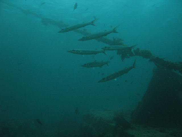 Barracuda at Twin Rocks, Anilao