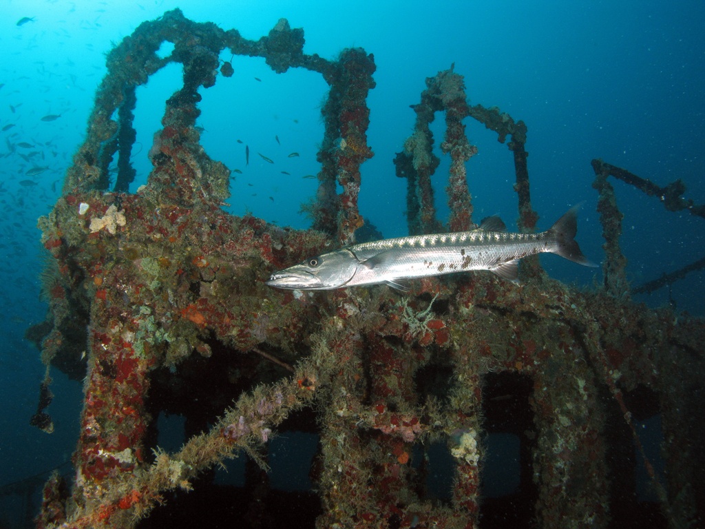 Barracuda On Wreck Of The Belzona Tug In Miami
