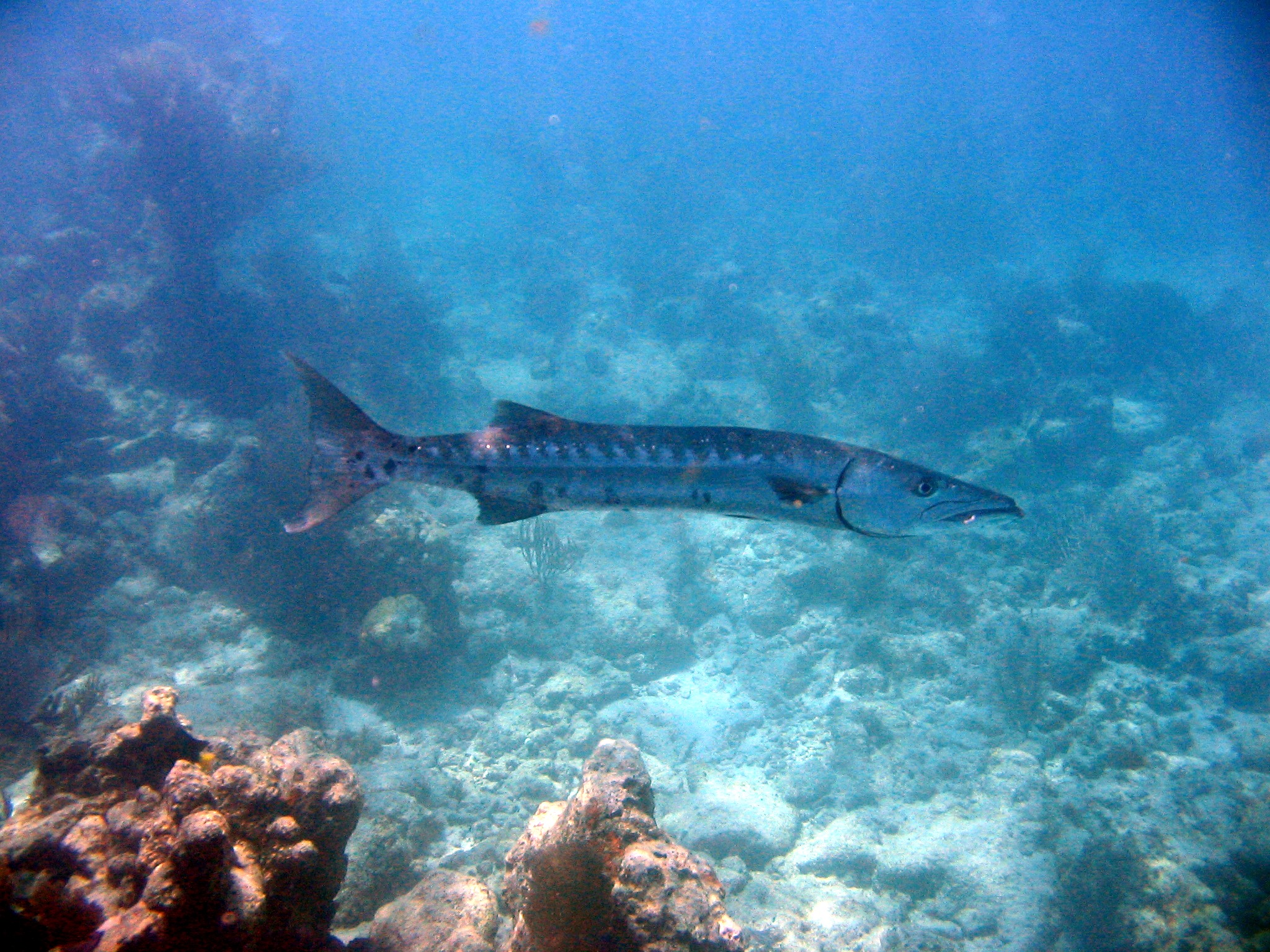 Barracuda With A hook In It's Mouth