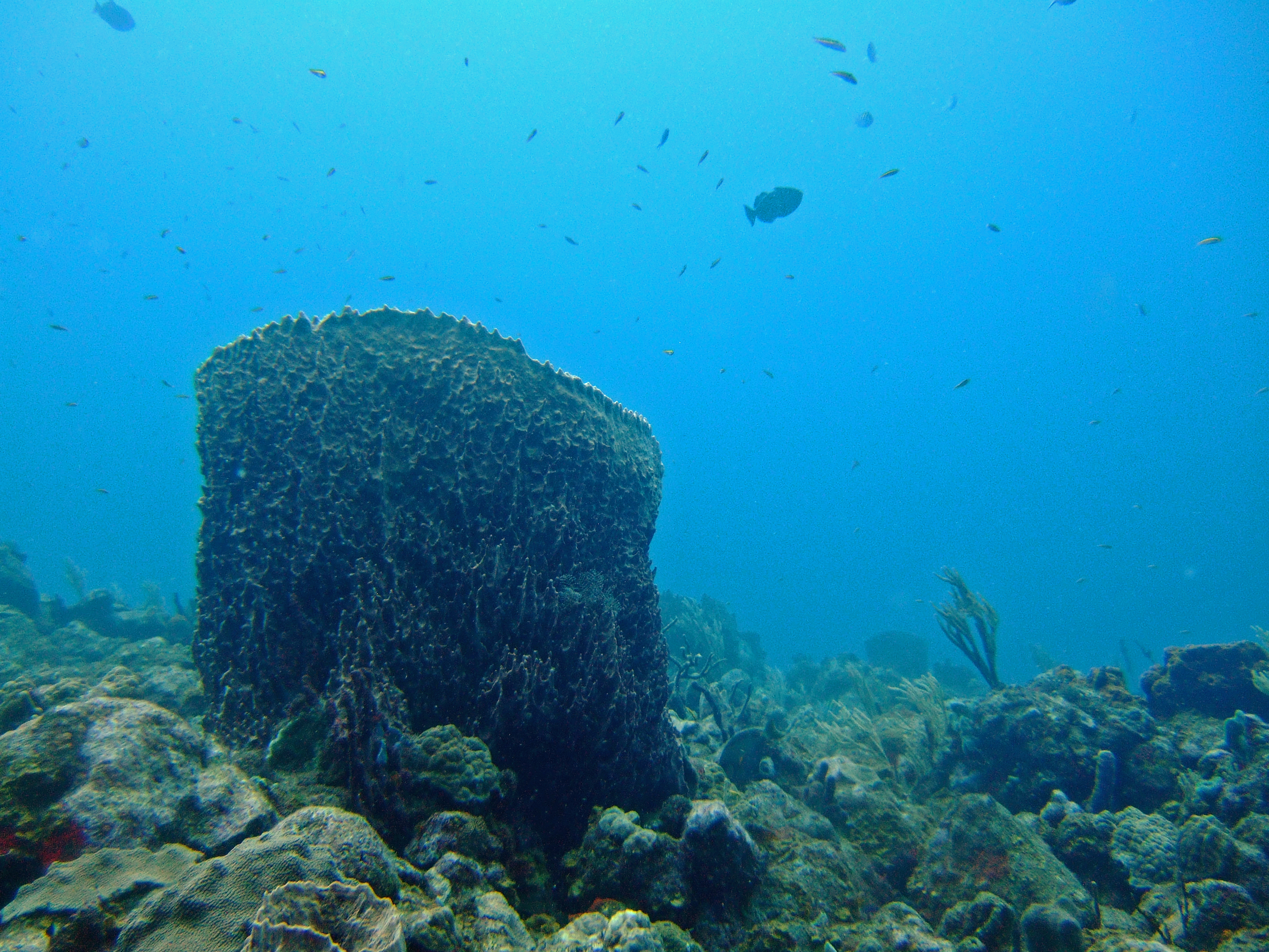 Barrel sponge - Saba
