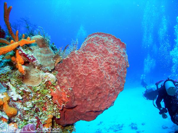 Barrel Sponge w/Divers at Columbia Deep