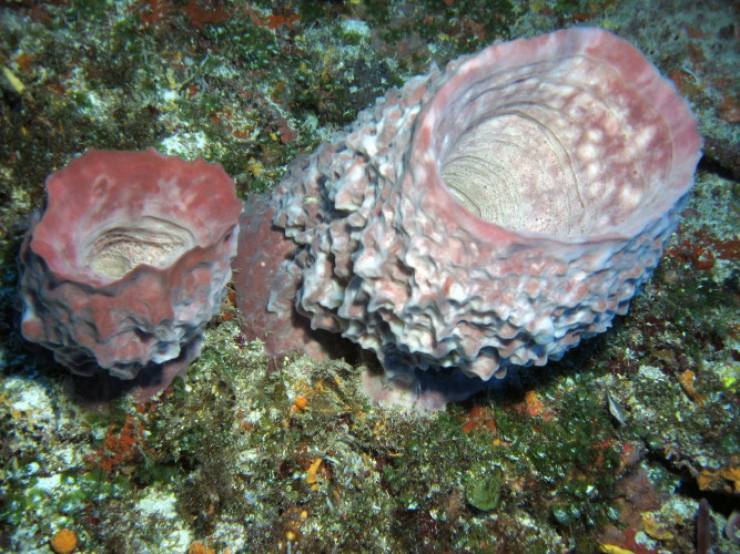 Barrel Sponges