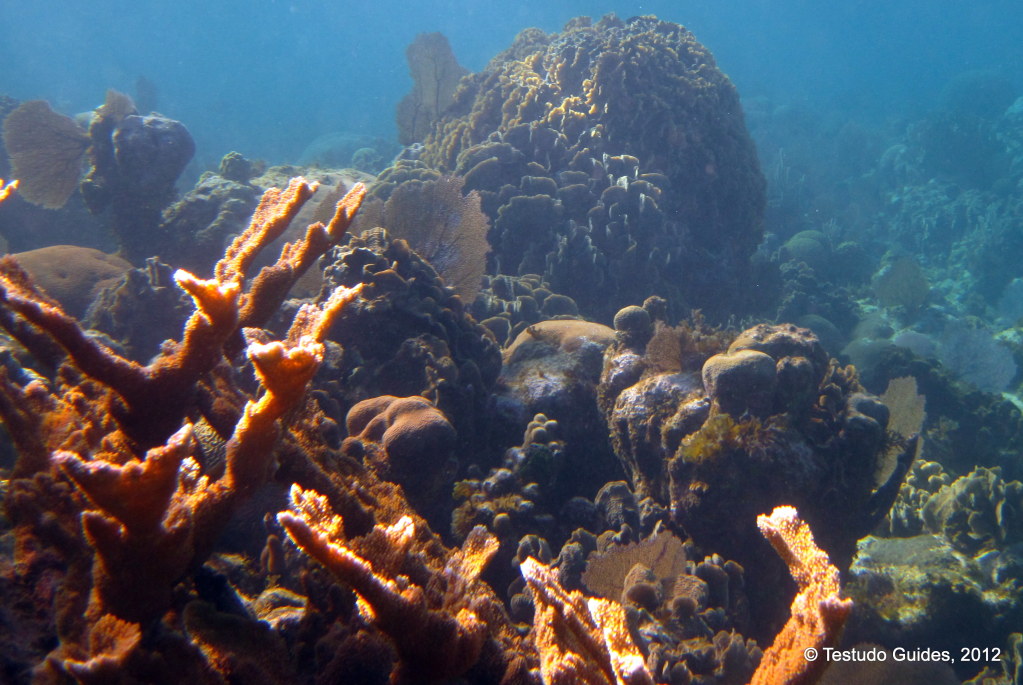 Barrier Reef - Roatan