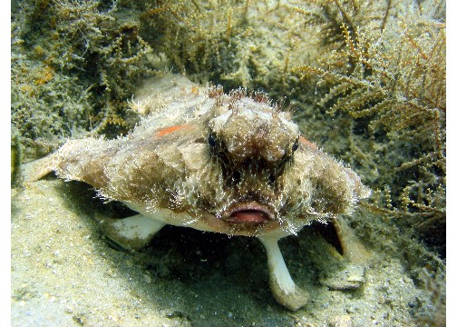 Bat Fish