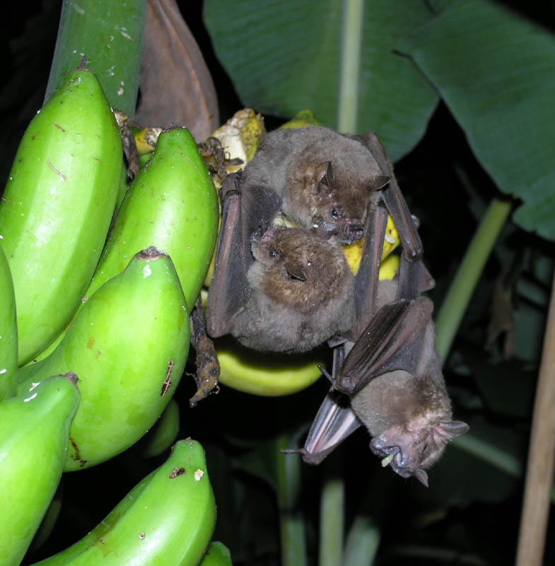 Bats_in_the_Banana_s