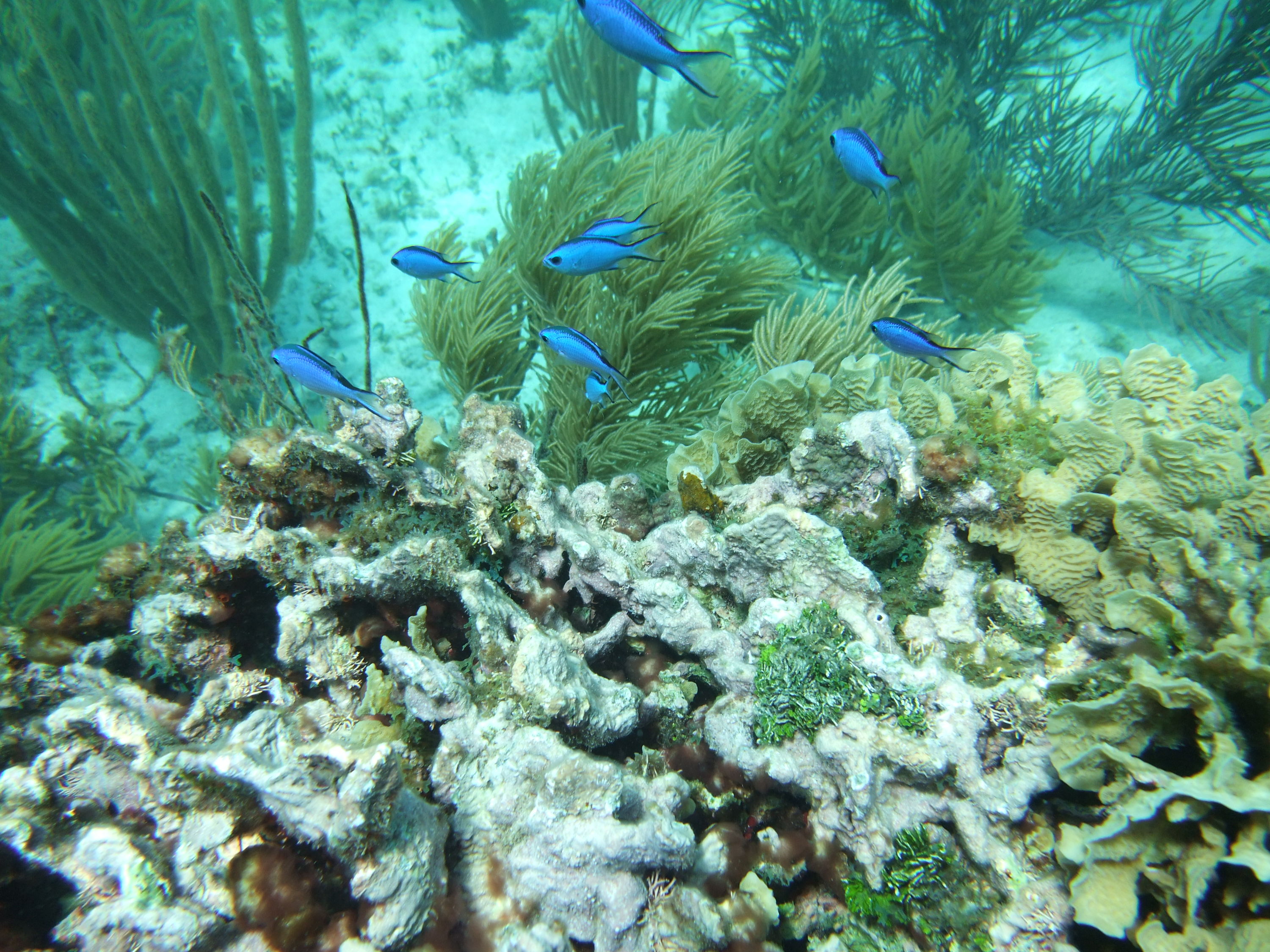 Beautiful Blue Fish - Cancun, Mexico