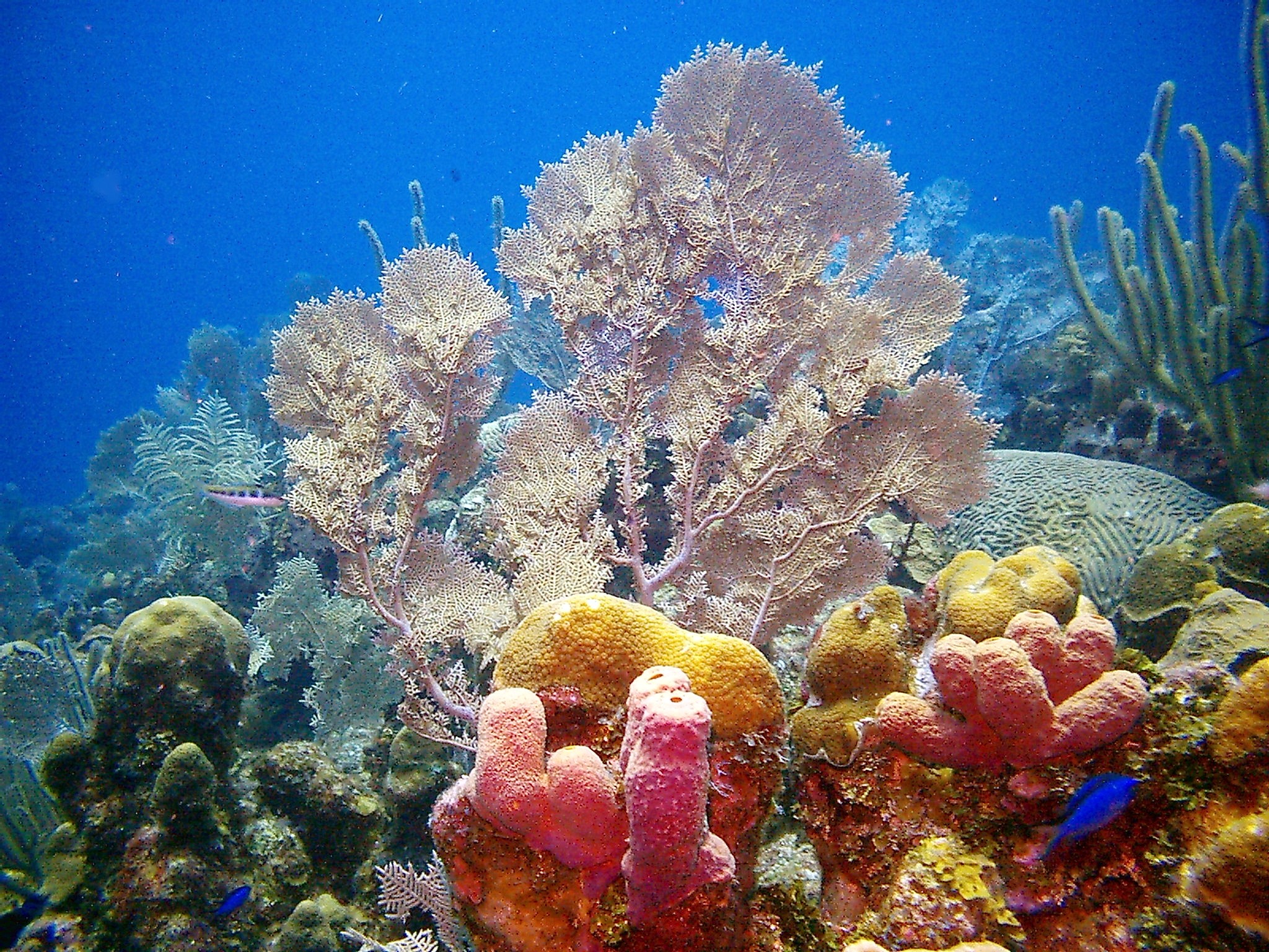 Beautiful Coral Array