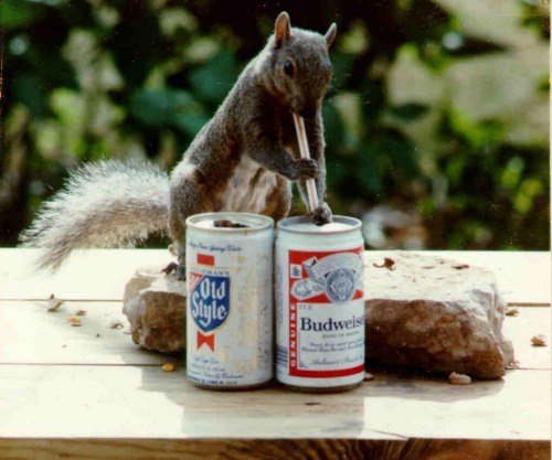 BeerSquirrel