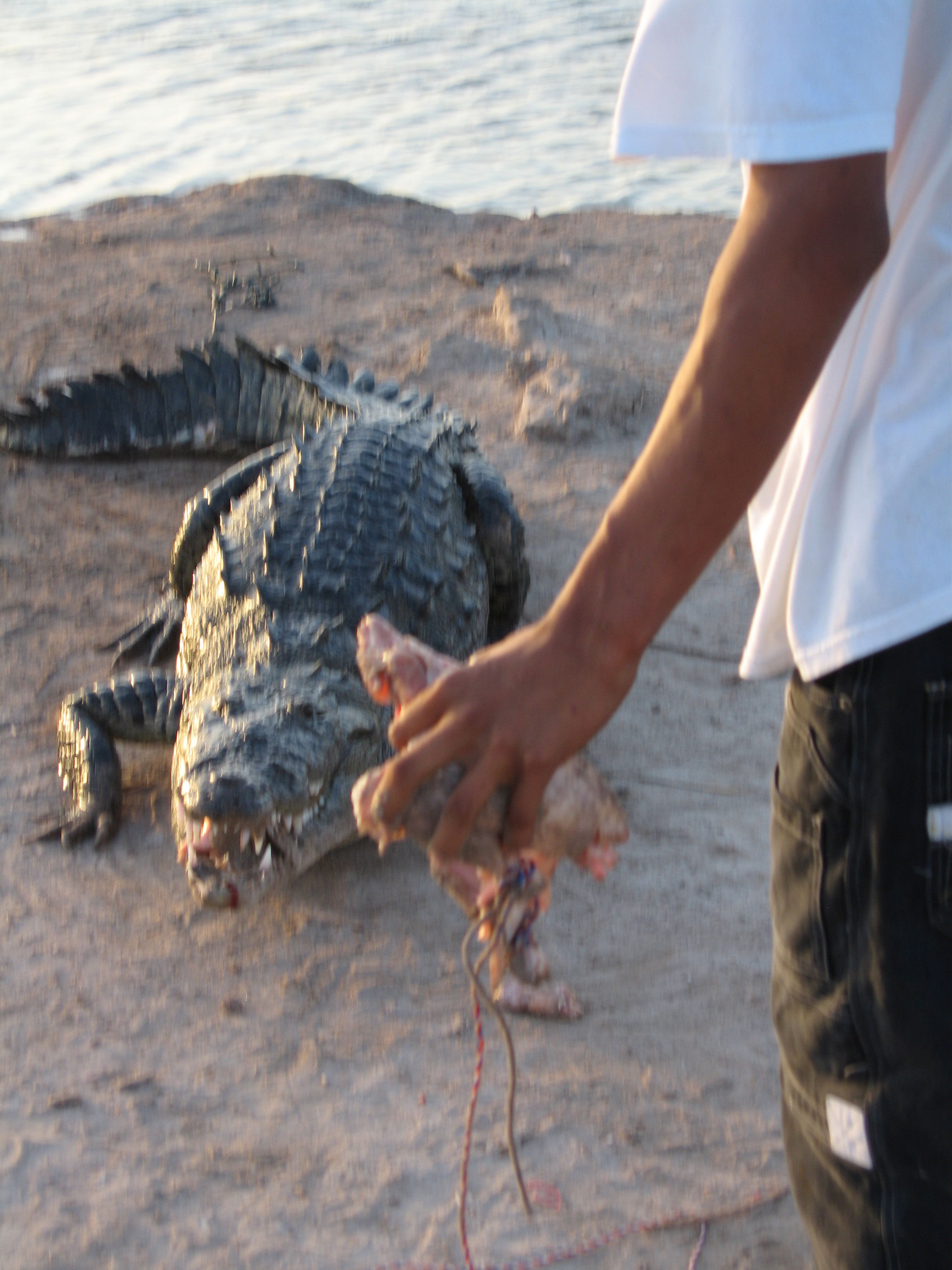 Belize Croc