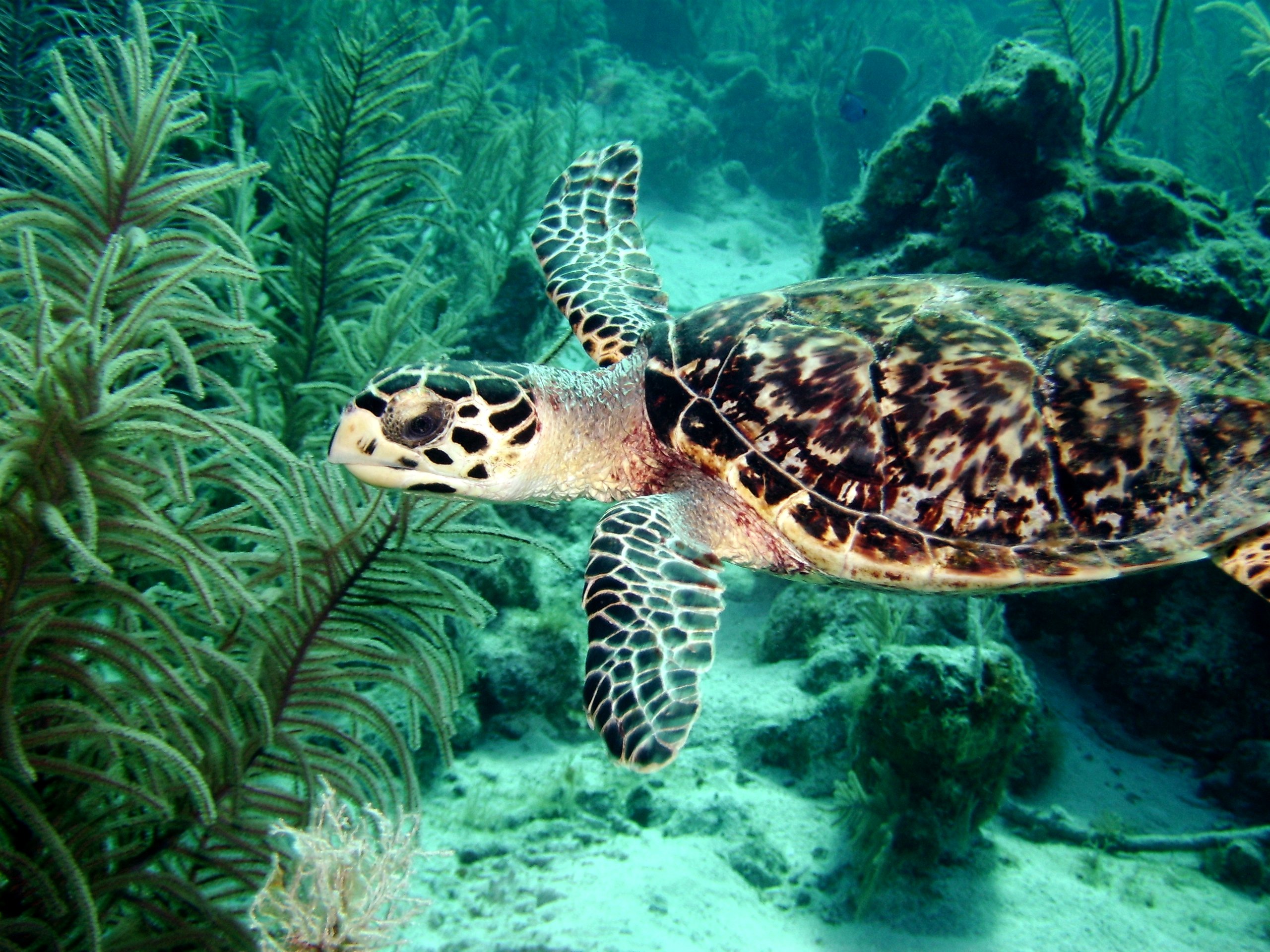 Belize Turtle