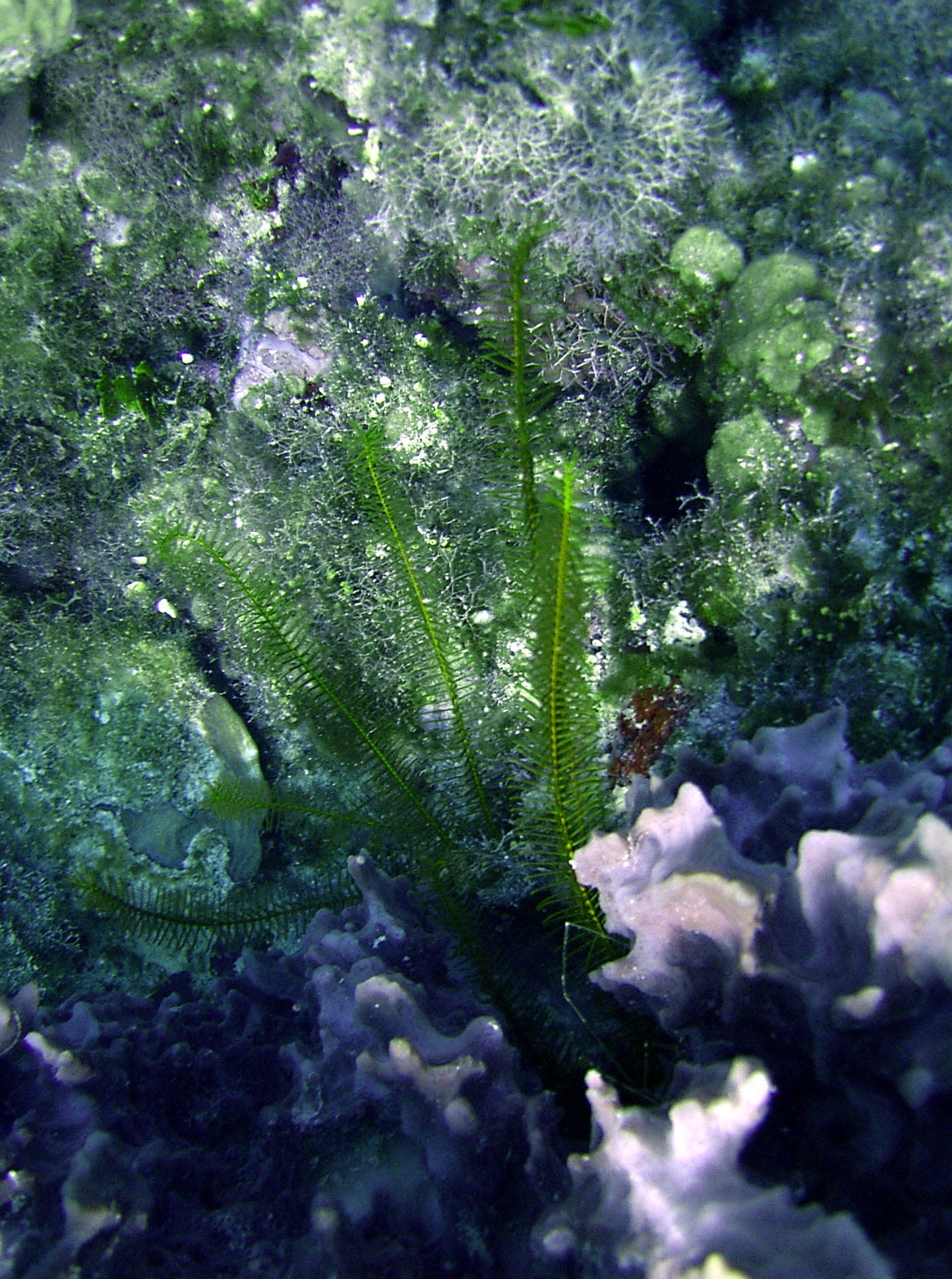 Belize_feather_brush_hydroid
