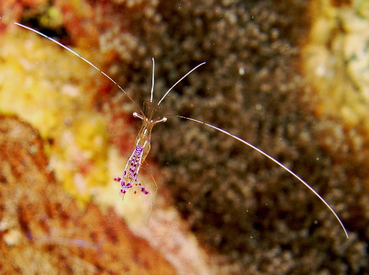 belizepetersonshrimp