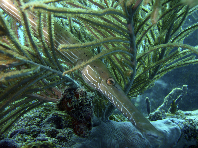 Benwood Pipefish