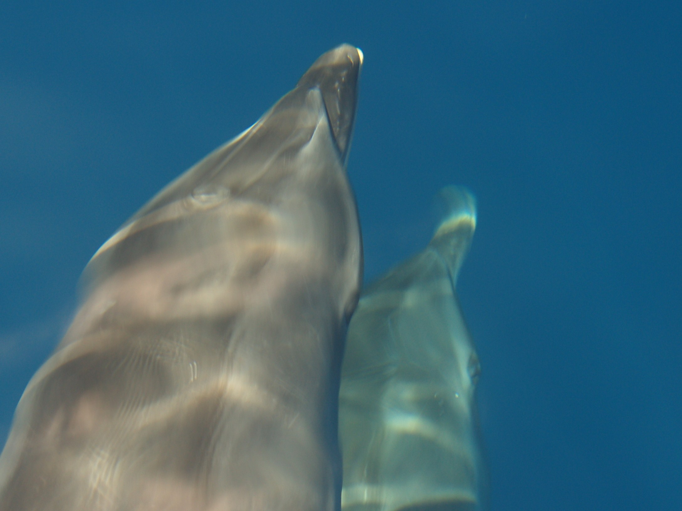 Bermudian Bottlenose dolphins