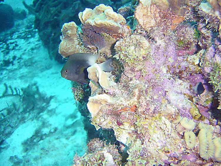 Bi Color Damsel and coral