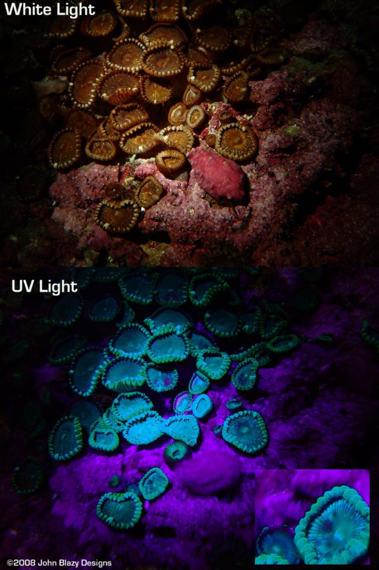 Biofluorescent coral