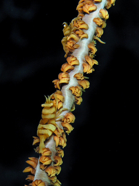 Black Coral Shrimp