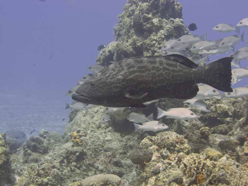 Black Grouper - Columbia Shallow - 03-04-09