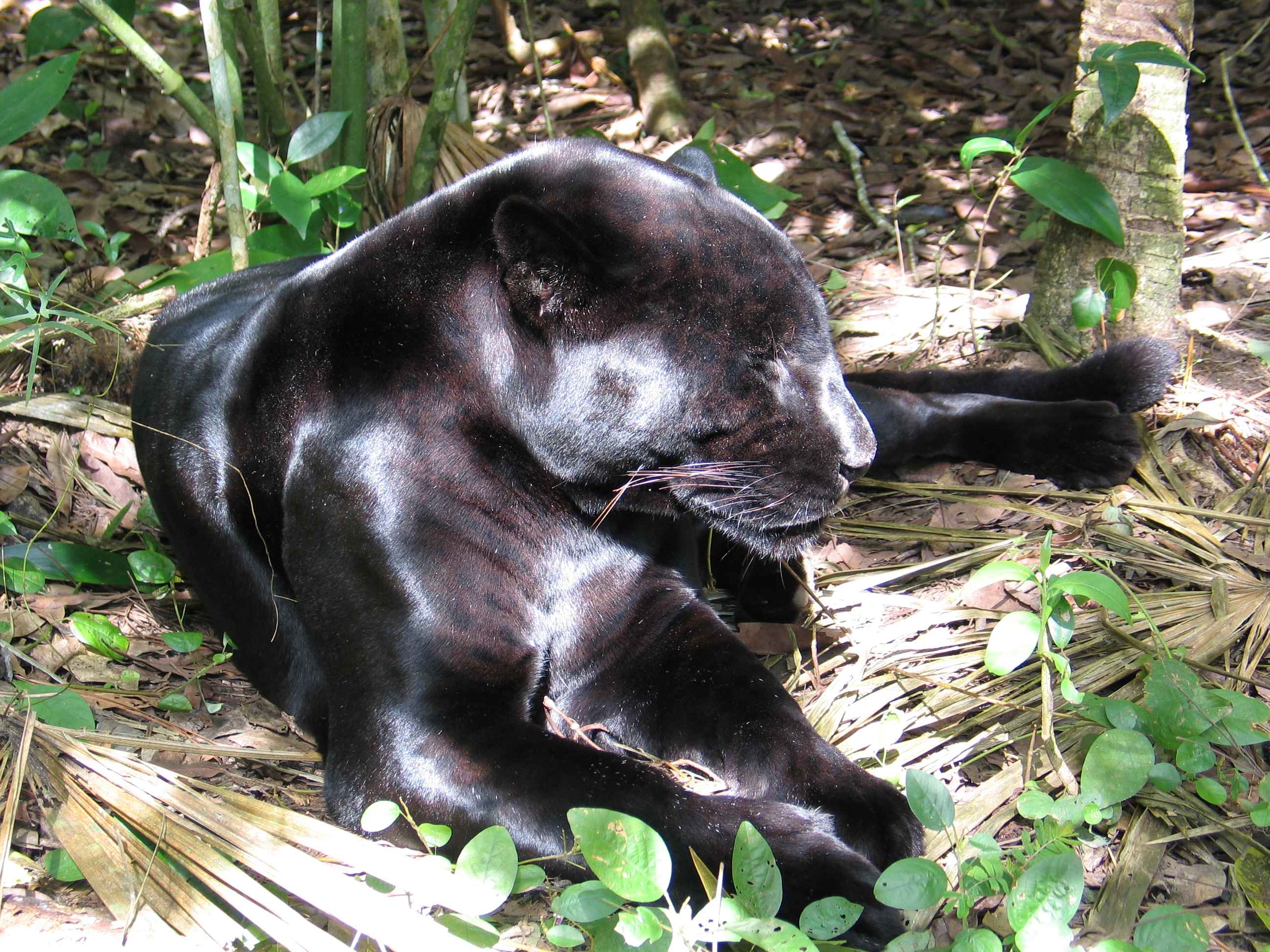 Black Jaguar at the Belize Zoo '07