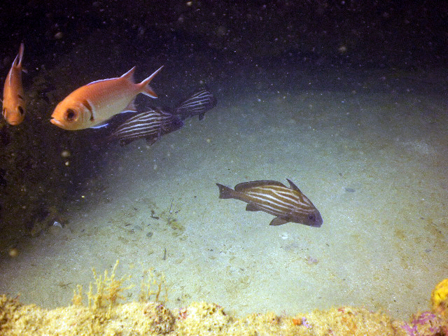Blackbar Soldierfish and Highhat