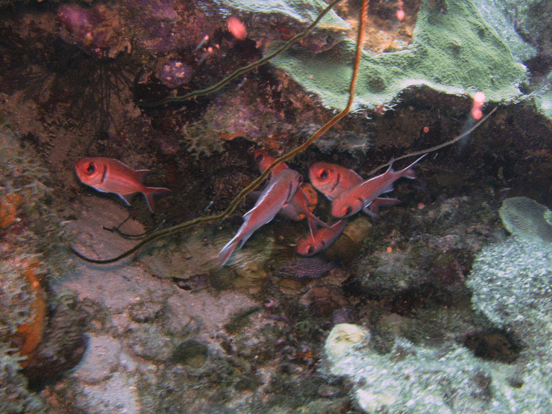 Blackbar Soldierfish, Curacao