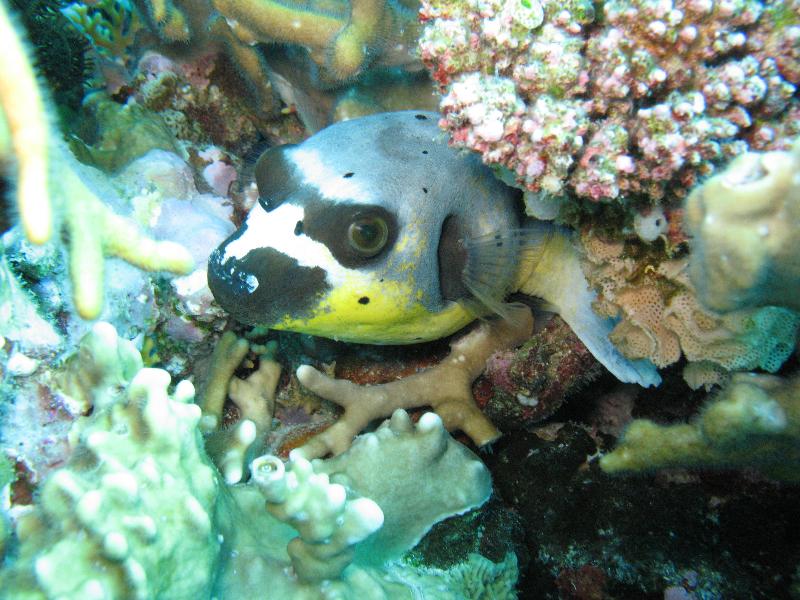 Blackspotted Puffer Fish with unusual colouring