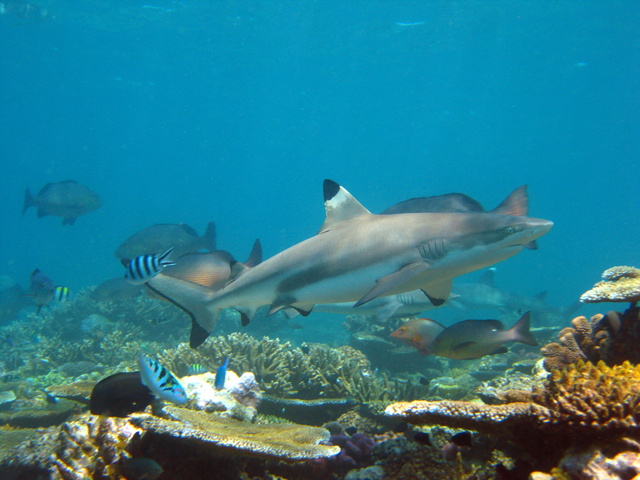 Blacktip Reef Sharks in the Fiji Islands
