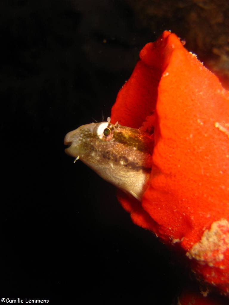 Blenny during a night dive