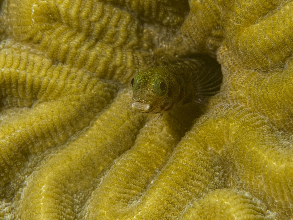 Blenny living in a Brain Coral