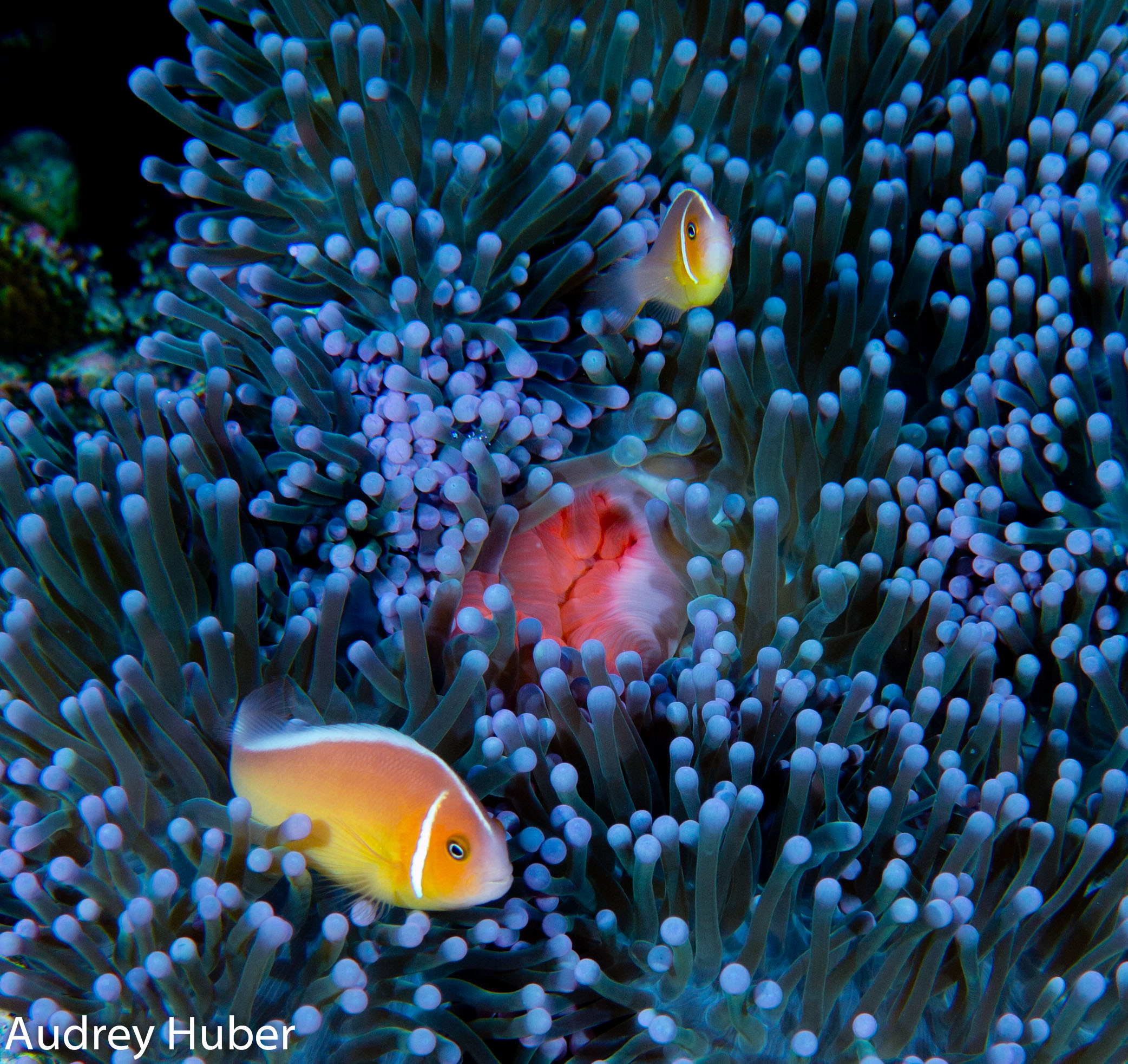 Blue Anemone and fish