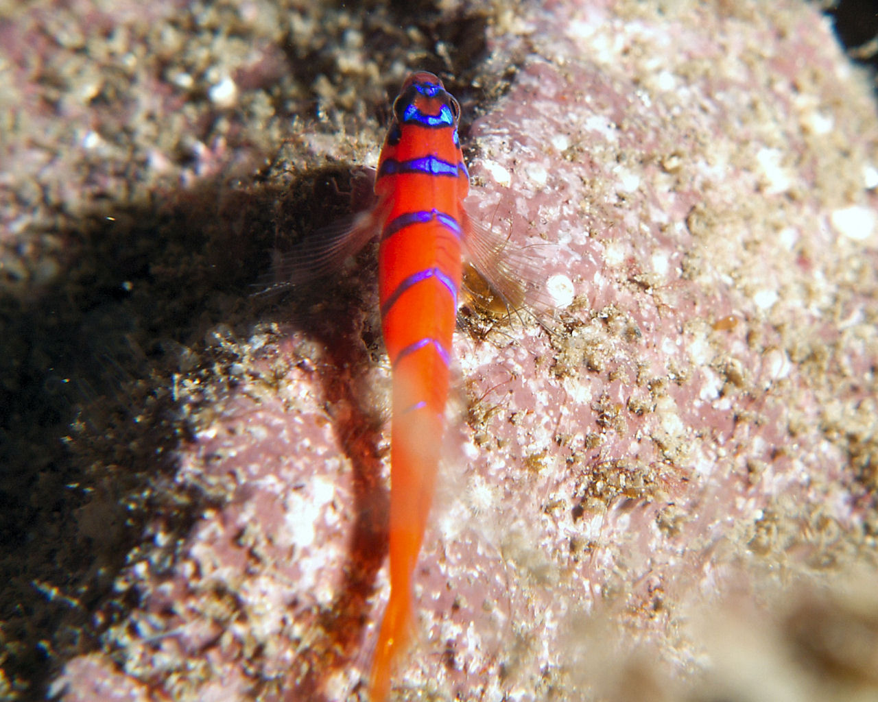 Blue Banded Goby, Try 2