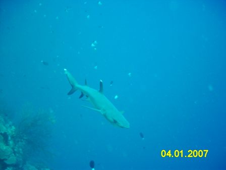 Blue Corner Shark