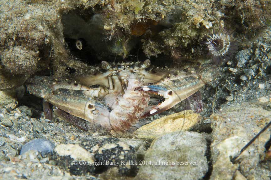 Blue Crab, Callinectes sp. and Red-Tipped Fireworm, Choleia viridis