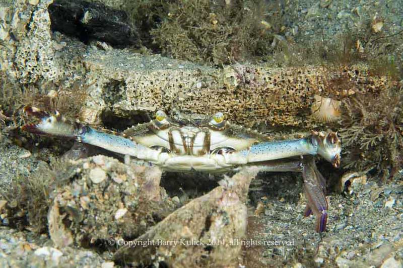 Blue Crab, Callinectes sp.
